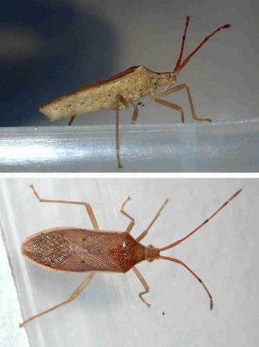 Homoeocerus marginellus